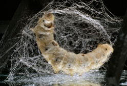 A mulberry silk moth larva ejects a lustrous silk fiber.